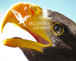 Falconeria Locarno parco divertimenti Ticino
